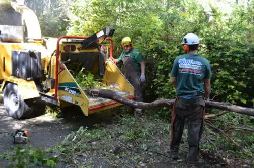 tree services Desert View Highlands